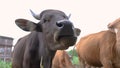 cow eating some hay in tradtitional farm