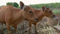 cow eating some hay in tradtitional farm