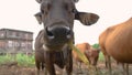 cow eating some hay in tradtitional farm