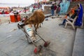 Cow eating from a trash can near the shore of the Ganges. Cows in India are considered sacred animals. Royalty Free Stock Photo