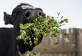 Cow eating white clover in the paddock. A black-and-white mammal. Royalty Free Stock Photo