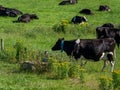 A cow eats grass in a field. Irish farm. Agricultural landscape. Cattle in the meadow, cow on field Royalty Free Stock Photo