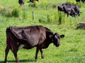 A cow eats grass in a field in summer. Irish livestock farm. Agricultural landscape. Cattle in the meadow, cow on green grass