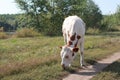 The cow eats grass near path