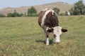 Cow eats grass / Situation / Scene