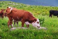 cow eats grass. A white-brown cow eats green juicy grass in a meadow in a pasture on a beautiful sunny spring day Royalty Free Stock Photo