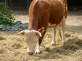 The cow eats straw. Royalty Free Stock Photo