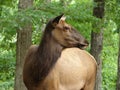 Cow elk Royalty Free Stock Photo