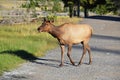 Cow Elk Royalty Free Stock Photo