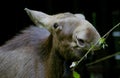 Cow elk Royalty Free Stock Photo