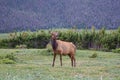 Cow Elk along the Ute Trail in Rocky Mountain National Park. Royalty Free Stock Photo