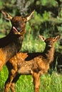 Cow Elk with Calf Royalty Free Stock Photo