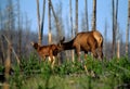 Cow Elk and Calf Royalty Free Stock Photo