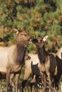 Cow Elk and Calf Royalty Free Stock Photo