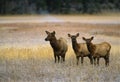 Cow Elk and Calves in Meadow Royalty Free Stock Photo