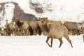 Cow elk in deep snow in winter on National Elk Refuge