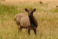 Cow elk in golden meadow of Rocky Mountains Royalty Free Stock Photo