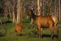 Cow Elk with Her Calf Royalty Free Stock Photo