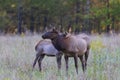 Cow and Calf Elk at Oconaluftee in Western North Carolina Royalty Free Stock Photo