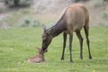 Cow elk and newborn in spring Royalty Free Stock Photo