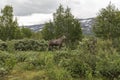 Cow elk in norway