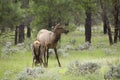 Cow Elk and nursing Calf Royalty Free Stock Photo