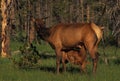 Cow Elk with Nursing Calf Royalty Free Stock Photo