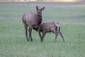 Cow elk and calf, Cervus canadensis, Great Smoky Mountains, Cherokee, North Carolina Royalty Free Stock Photo