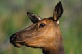 Cow Elk Portrait Royalty Free Stock Photo