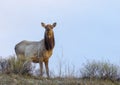 Cow elk on ridge with blue sky background Royalty Free Stock Photo