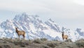 Cow elk on ridge with Tetons in the background Royalty Free Stock Photo