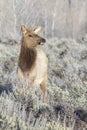 Cow elk in sagebrush meadow with grass and trees Royalty Free Stock Photo