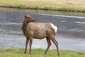 A cow elk standing along side the Madison River in Yellowstone National Park Royalty Free Stock Photo
