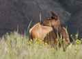 A cow elk standing in a field of grass and wildflowers Royalty Free Stock Photo