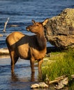 Cow elk standing by the Madison river in Yellowstone National Park on a sunny day Royalty Free Stock Photo