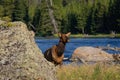 Cow elk standing by the Madison river in Yellowstone National Park on a sunny day Royalty Free Stock Photo