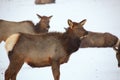 Cow elk surviving a winter snow storm Royalty Free Stock Photo