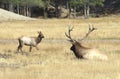 A cow Elk wanders by a resting bull in Yellowstone Park Royalty Free Stock Photo