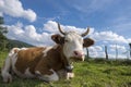 Cow enjoying the late summer sun