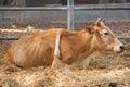 A cow with extra leg on its back