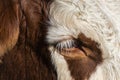 Cow Eye with fur Cattle Royalty Free Stock Photo