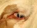 Cow Eye Royalty Free Stock Photo