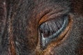 Cow eye, long eyelashes. Royalty Free Stock Photo