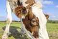 Close up of a cow eye looking, grazing head of red mottled spotted cattle, standing in a green pasture and a blue sky with clouds Royalty Free Stock Photo