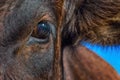 Cow eye with reflection Royalty Free Stock Photo