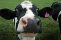 Cow Face Royalty Free Stock Photo