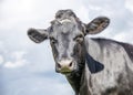 Cow face all black, medium shot front view blue background, one shiny and handsome beauty Royalty Free Stock Photo