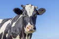 Cow face black and white, friendly looking with a pink nose and horns, in front of  a blue sky Royalty Free Stock Photo