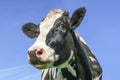 Cow face black and white, looking curious, blue background