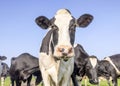 Cow face black and white and pink nose, looking in front of a blue sky amidst a group of cows Royalty Free Stock Photo